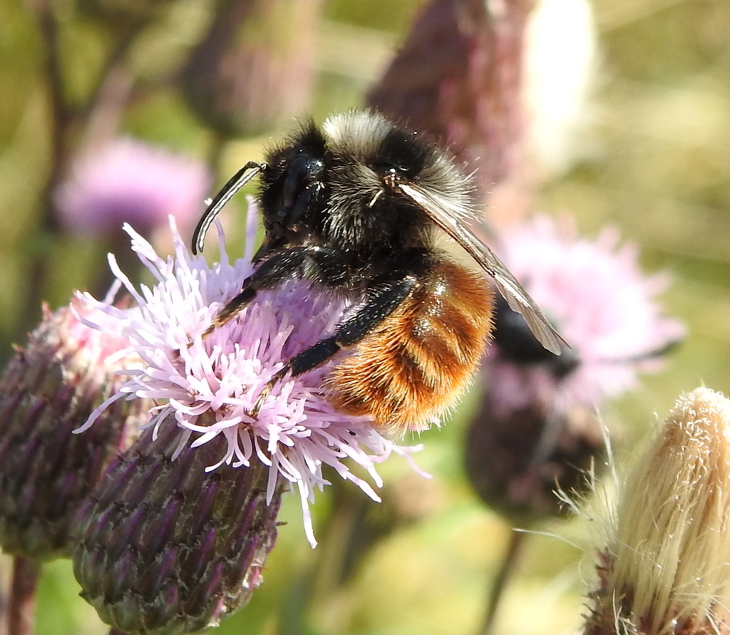 Apple Bumble Bee