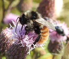 Bombus pomorum