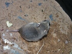 Saccostomus campestris