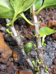 Cyclophyllum tiebaghiense