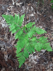 Pteridium aquilinum latiusculum