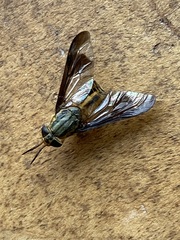 Chrysops aberrans