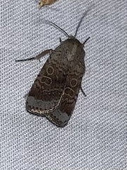Abagrotis scopeops