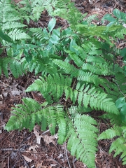 Pteridium aquilinum latiusculum