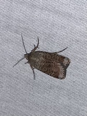 Abagrotis scopeops
