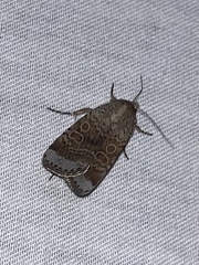 Abagrotis scopeops