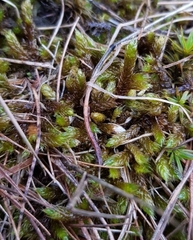 Hypnum cupressiforme lacunosum