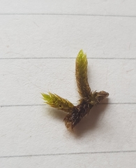 Hypnum cupressiforme lacunosum