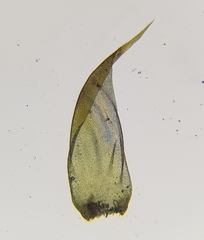 Hypnum cupressiforme lacunosum