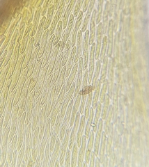 Hypnum cupressiforme lacunosum
