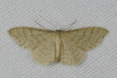 Idaea dilutaria