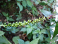Veronicastrum formosanum