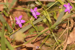 Campanula lusitanica