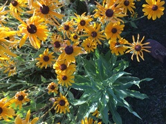 Rudbeckia
