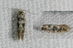 Infurcitinea