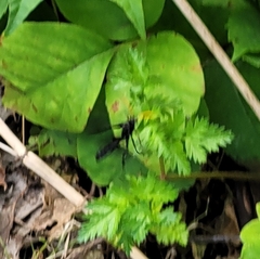 Gnamptopelta obsidianator
