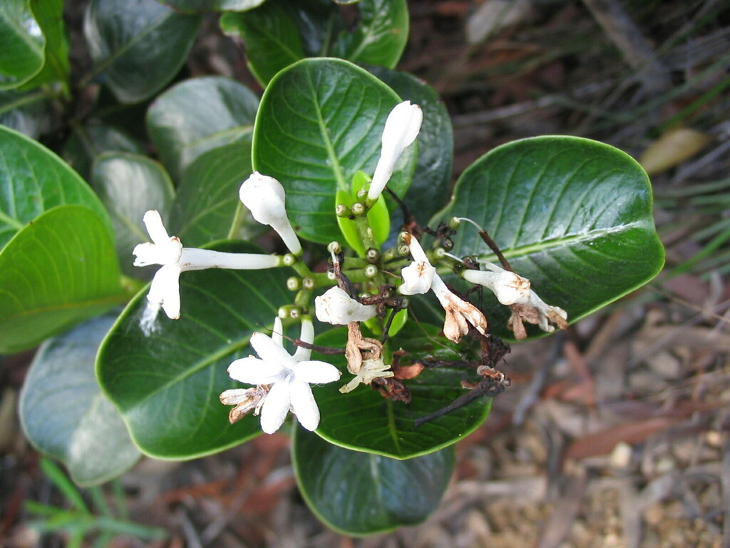 Psychotria calorhamnus