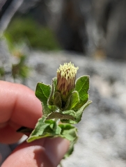 Brickellia greenei