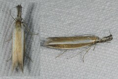 Pleurota aristella