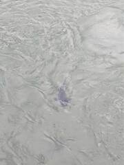 Steindachneridion melanodermatum