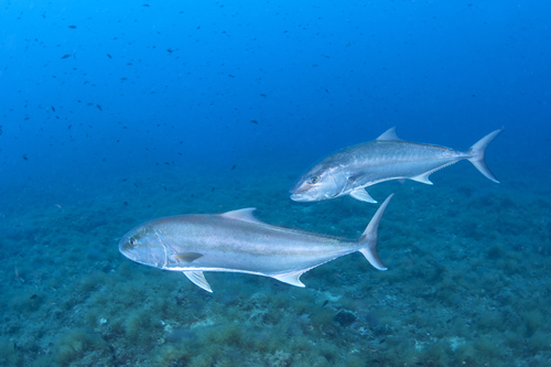 Greater Amberjack