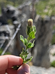 Brickellia greenei