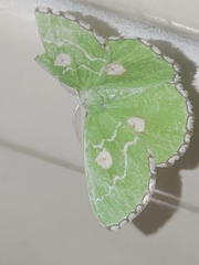 Thetidia albocostaria