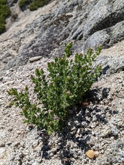 Brickellia greenei