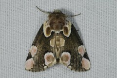 Thyatira batis batis