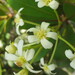 Baloghia drimiflora - Photo (c) amouly,  זכויות יוצרים חלקיות (CC BY-NC)