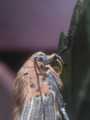 Asota canaraica
