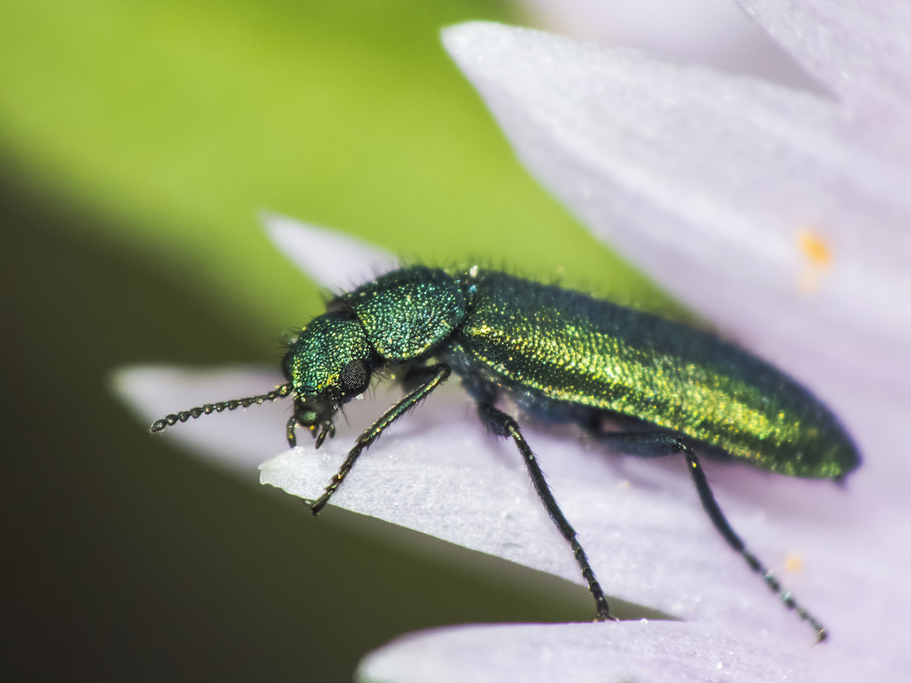 Psilothrix viridicoerulea