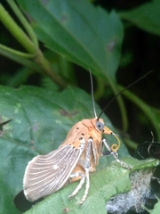 Asota canaraica