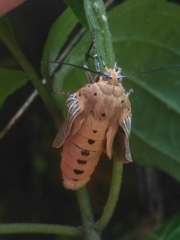 Asota canaraica