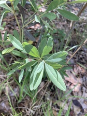 Baptisia lanceolata