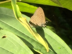 Ionolyce helicon merguiana