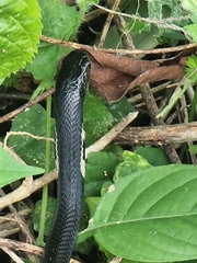 Naja sumatrana