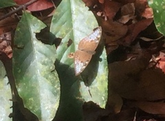 Tanaecia godartii asoka
