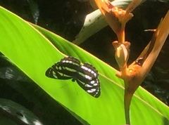 Neptis leucoporos cresina