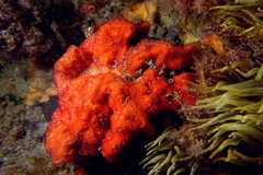 Phorbas fictitius