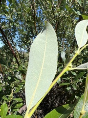 Salix
