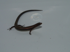 Panaspis
