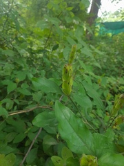 Ecbolium