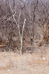 Stephanocereus leucostele