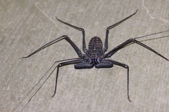 Phrynus whitei