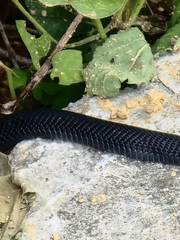 Naja sumatrana