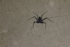 Phrynus whitei
