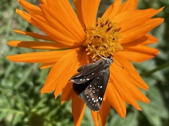 Pholisora