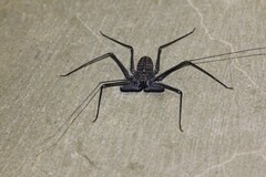 Phrynus whitei