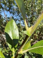 Salix